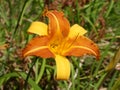Close-up view of a stunning two tone Daylily Hemerocallis orange and yellow Royalty Free Stock Photo