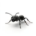 Close-up of a Black Ant, Detailed 3D Render on White Background Royalty Free Stock Photo