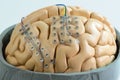 Subdural grid electrode for brain waves recording on the brain model