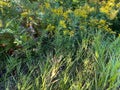 A close-up view of summer time wild grass and yellow flowers growing near the edge of an open meadow with bright sunny details and Royalty Free Stock Photo