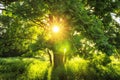 Close-up view sunbeams through green branches of large tree on summer sunny morning. Summer background of nature