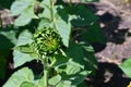 Sunflower Bud at Sunflower Field Royalty Free Stock Photo