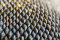 Close-up view of sunflower seeds Royalty Free Stock Photo