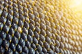 Close-up view of sunflower seeds Royalty Free Stock Photo