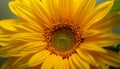 A close-up view of a sunflower, showcasing the detailed structure of its petals and the central seed head Royalty Free Stock Photo