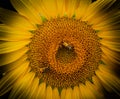 Close up view of sunflower with a soldier beetle Royalty Free Stock Photo