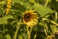 Close-up view of sunflowers growing in a sunflower field Royalty Free Stock Photo