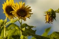 Close-up view of sunflowers growing in a sunflower field Royalty Free Stock Photo