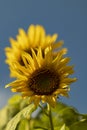 Close-up view of sunflowers growing in a sunflower field Royalty Free Stock Photo