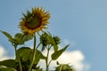 Close-up view of sunflowers growing in a sunflower field Royalty Free Stock Photo