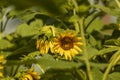 Close-up view of sunflowers growing in a sunflower field Royalty Free Stock Photo