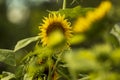 Close-up view of sunflowers growing in a sunflower field Royalty Free Stock Photo