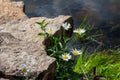 Close up view of a sunny shasta daisies along a small rocky pond Royalty Free Stock Photo