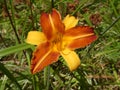 Close-up view of a superb two tone Daylily Hemerocallis orange and yellow Royalty Free Stock Photo