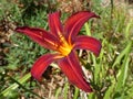 Close-up view of a superb two tone Daylily Hemerocallis red and yellow