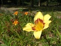 Close-up view of a superb two tone Daylily Hemerocallis yellow and orange Royalty Free Stock Photo