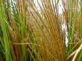 Close up view swamp grass