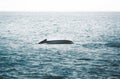 Close up view of the tail of humpback whale jumping in the cold water of Atlantic ocean in Iceland. Concept of whale Royalty Free Stock Photo