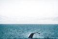 Close up view of the tail of humpback whale jumping in the cold water of Atlantic ocean in Iceland. Concept of whale Royalty Free Stock Photo