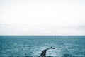 Close up view of the tail of humpback whale jumping in the cold water of Atlantic ocean in Iceland. Concept of whale Royalty Free Stock Photo
