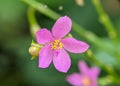 Close up view Talinum fruticosum or Waterleaf flower.