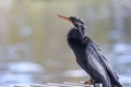 Close up view of tall Cormorant bird by the lake shore Royalty Free Stock Photo