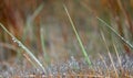 Close up view of tall grass with fresh morning dew