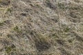 Close up view of tall mown grass. Natural texture backgrounds