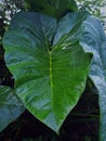 Close-up view of a taro tree with broad, elongated leaves that are wet from exposure to morning dew?