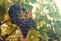 A close-up view of a tassel of red grapes of red wine in a vineyard, on a sunny day with sunshine Royalty Free Stock Photo