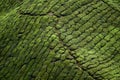 Close up view of tea plantation during the day in Cameron Highland, Malaysia Royalty Free Stock Photo