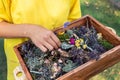 Close-up view of teenager female person girl holding vintage handmade wooden box with set collection of dried wild