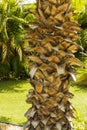 Close up view texture background of palm tree. Beautiful nature backgrounds textures Royalty Free Stock Photo