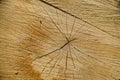 A close-up view of the texture of a natural cut of a beech tree