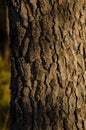 Close-up view of the texture of a trunk of a pine tree in autumn Royalty Free Stock Photo
