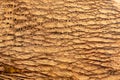 Intricate pattern of the bark of a ripe coconut before removing the husk