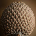 A close-up view of a textured surface resembling a pine cone or a similar botanical Royalty Free Stock Photo