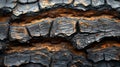 Close-up view of textured tree bark with burnt charcoal hues. Nature's patterns captured in detail. Ideal for Royalty Free Stock Photo