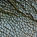 A close-up view of a textured tree bark, revealing the unique patterns, ruggedness, and resilience of the natural world1, Genera