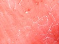 Textured Pink Wall Surface in Madiun East Java. Royalty Free Stock Photo