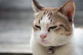 Close up view of a cute cat, selective focus