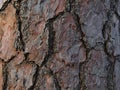 Close-up view of the thick textured and chapped bark of the trunk of an old pine tree in forest in Stuttgart, Germany.