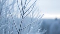 Delicate frost covered branches of a tree create a serene winter scene with soft light in the background Royalty Free Stock Photo