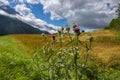 A close up view on an thistle flowers with an amazing view on the Alps. Alpine pasture. Blossoming