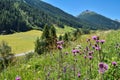 A close up view on an thistle flowers (Carduus kerneri) with beautiful view on the Alps. Alpine pasture. Blossoming