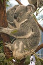 Close up view of thoughtful Koala sitting on Eucalypt tree at Lone Koala Sanctuary