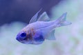 Macro Close-up view of a Threadfin Cardinalfish Royalty Free Stock Photo