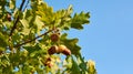 Close-up view of three acorns on oak tree between green leaf, un