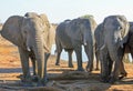 Close up view of three adult elephants at a waterhole inHwange National Park