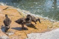 close up view of three ducks ducklings